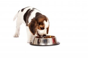Influence of four diets containing approximately 11% protein (dry weight) on uric acid, sodium urate, and ammonium urate urine activity product ratios of healthy beagles. header image