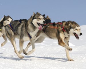 Lipid metabolite responses to diet and training in sled dogs. header image