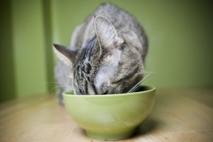 Intermittent Caloric Restriction: A New Way to Feed Cats for Weight loss header image