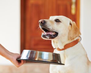 Why Pet Owners Overfeed: A Self-Regulation Perspective header image
