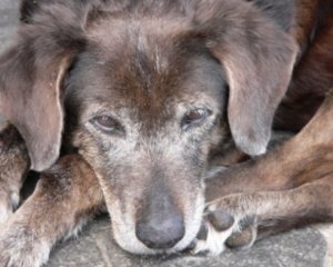 Enhancing Cognitive Functions in Old Dogs: A New Nutritional Approach header image