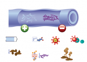 Research and Cinical Experience with Probiotics header image