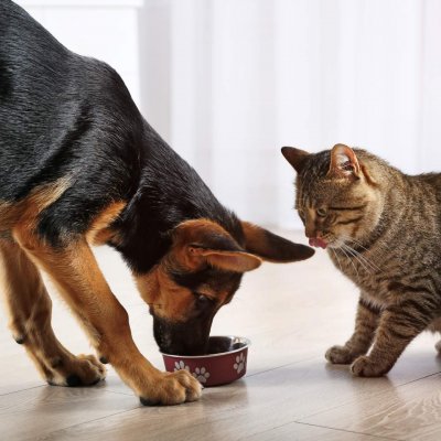 Beeinflussende Faktoren in der Ernährung von Hunden und Katzen