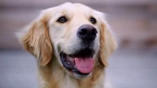 Golden Retriever im Freie