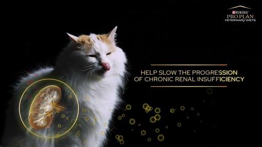 Chronische Niereninsuffizienz bei Katzen – Früherkennung und Unterstützung der Nierengesundheit.
