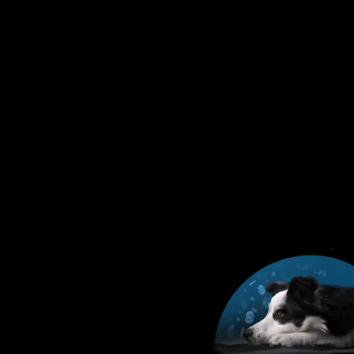 Purina PRO PLAN Calming Care Symposium