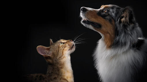 Chien et chat regardant vers le haut sur fond noir