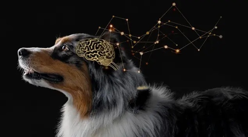 Australischer Schäferhund mit Gehirnillustration, ausgestattet mit der Canine Cognitive Assessment Scale für eine bedarfsgere